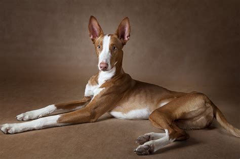 venta de podencos ibicencos|Podenco Ibicenco: carácter, salud, cachorros y precio